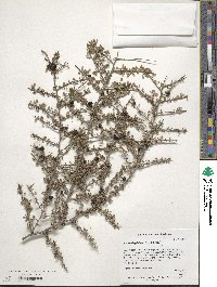 Condalia globosa image