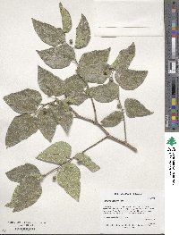 Celtis reticulata image