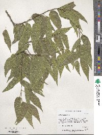 Celtis reticulata image