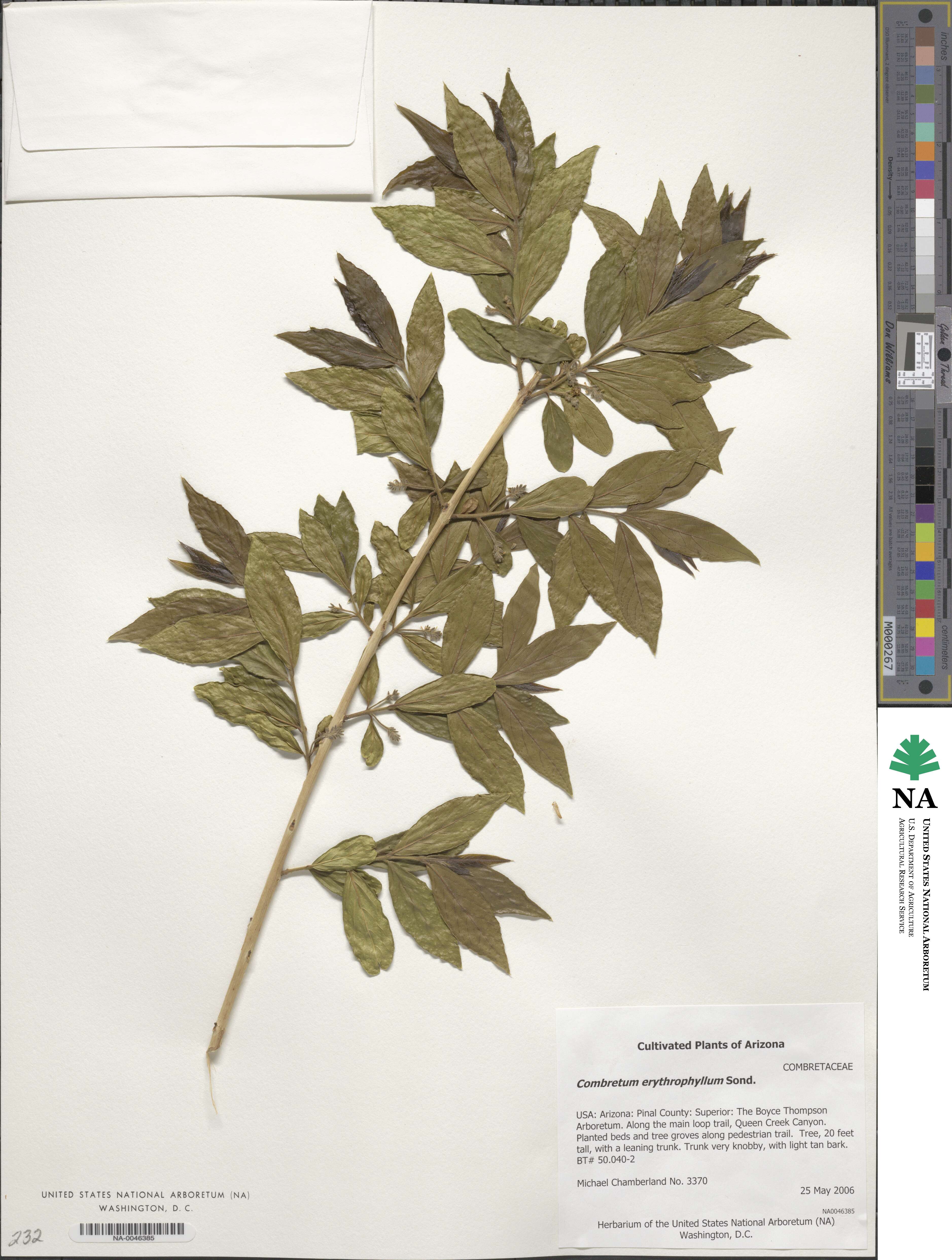 Combretum erythrophyllum image