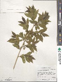 Combretum erythrophyllum image