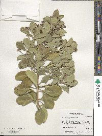 Euonymus japonicus image