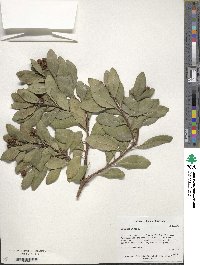 Image of Arbutus unedo