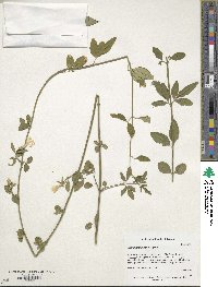 Jasminum mesnyi image