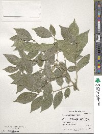 Lonicera maackii image