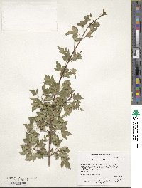 Acer monspessulanum image