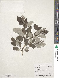 Vitex trifolia image