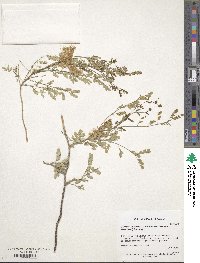 Mimosa distachya var. laxiflora image