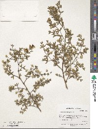 Larrea tridentata image