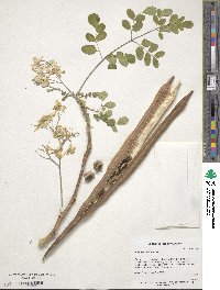 Moringa oleifera image