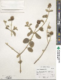 Buddleja marrubiifolia image