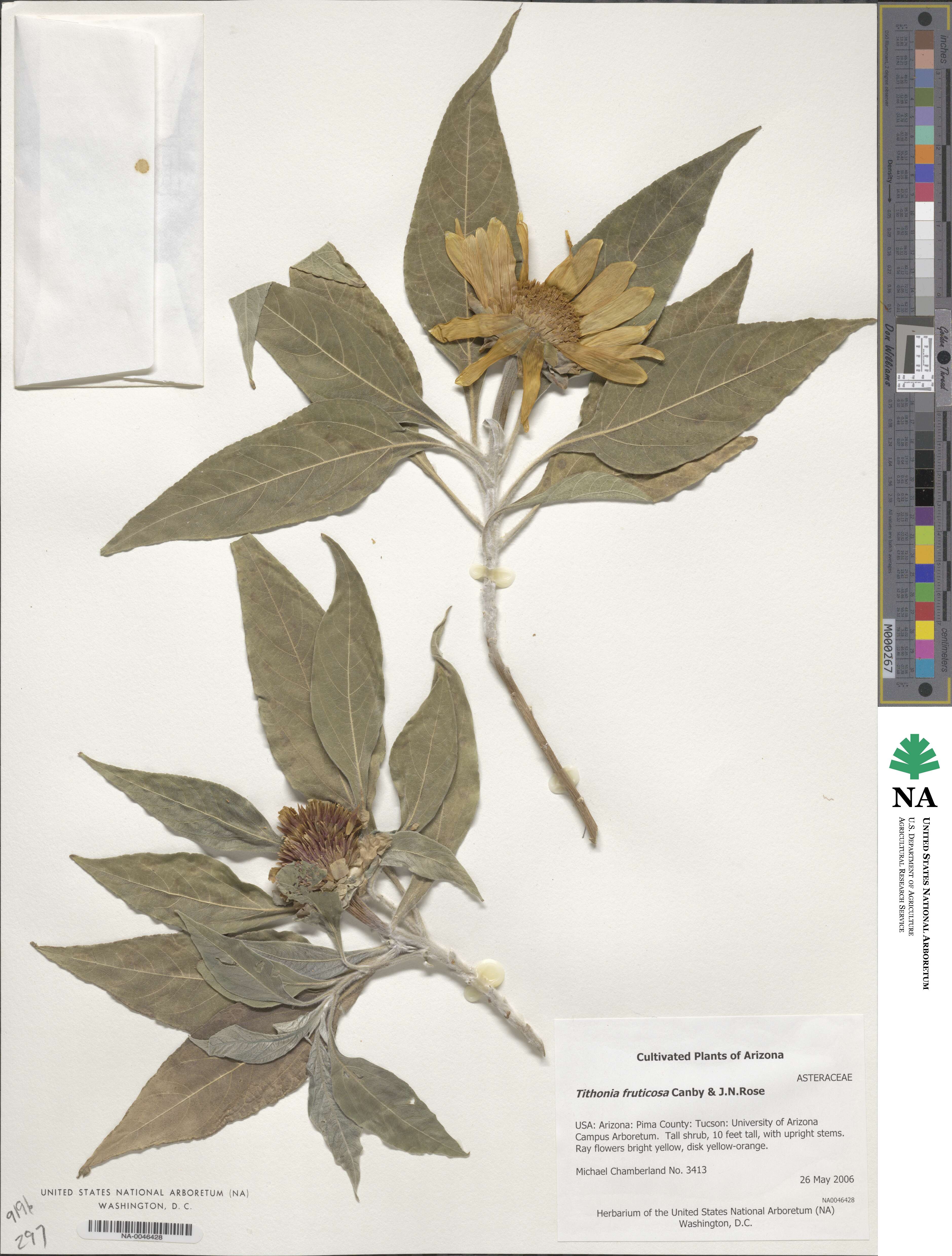 Tithonia fruticosa image