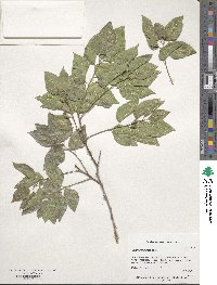 Celtis reticulata image