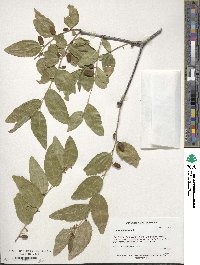 Ziziphus jujuba image
