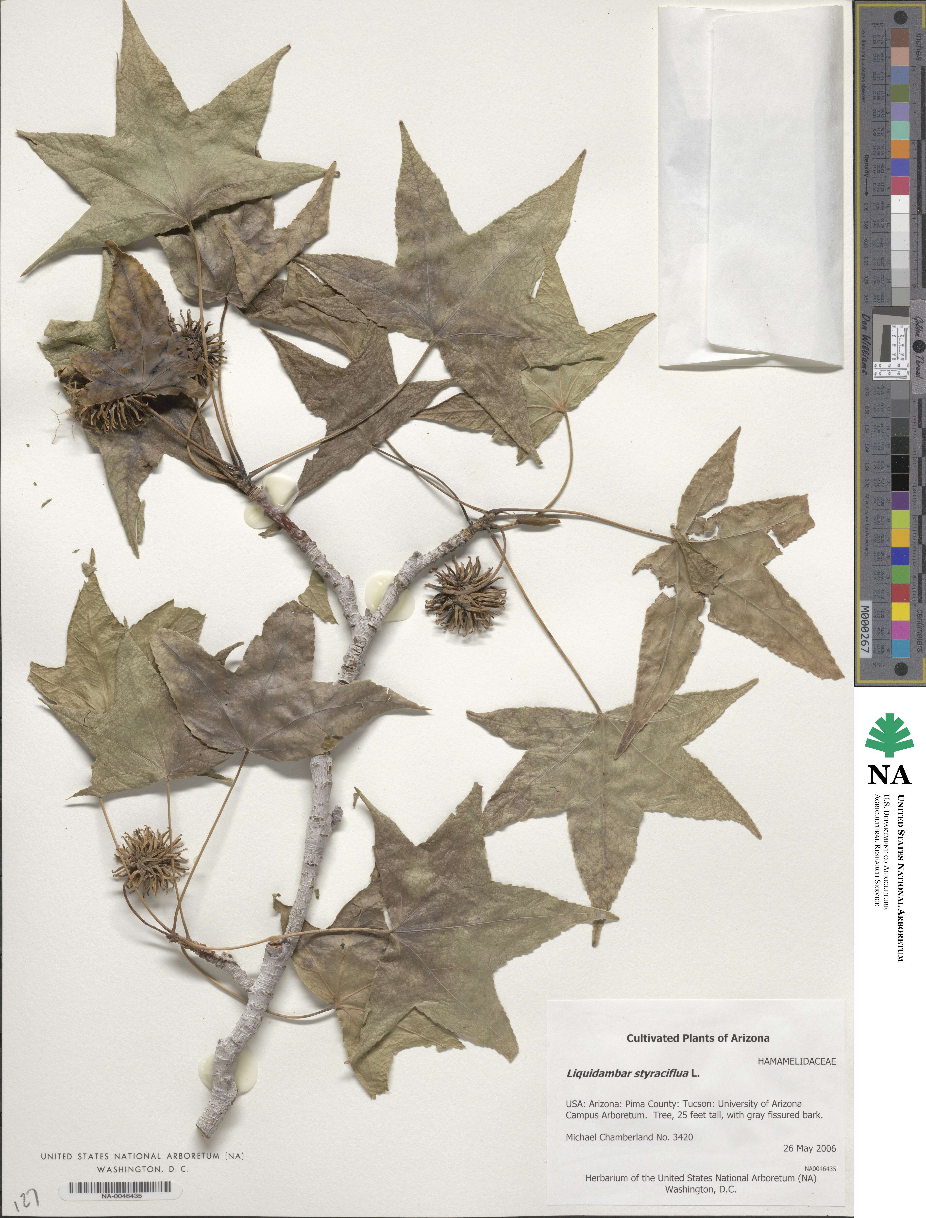 Liquidambar styraciflua image