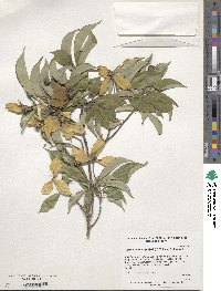 Cornus amomum image