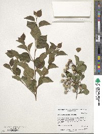 Styrax japonicus image