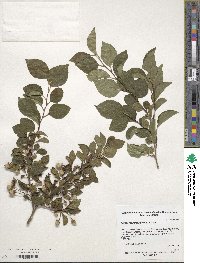 Styrax japonicus image