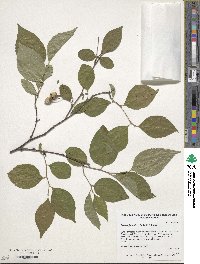 Styrax japonicus image