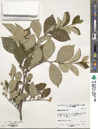 Styrax confusus image