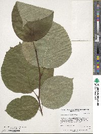 Styrax obassia image