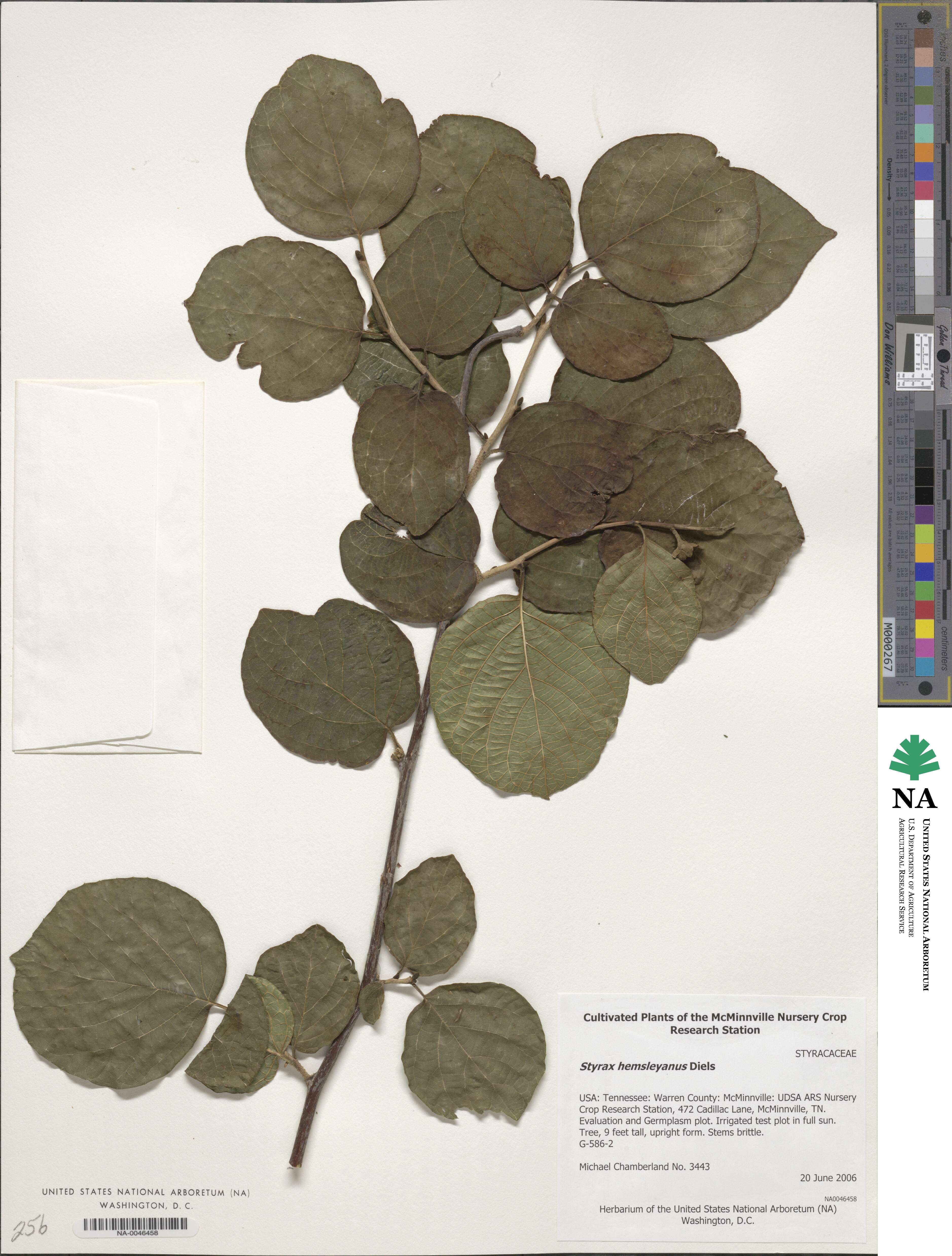 Styrax hemsleyanus image