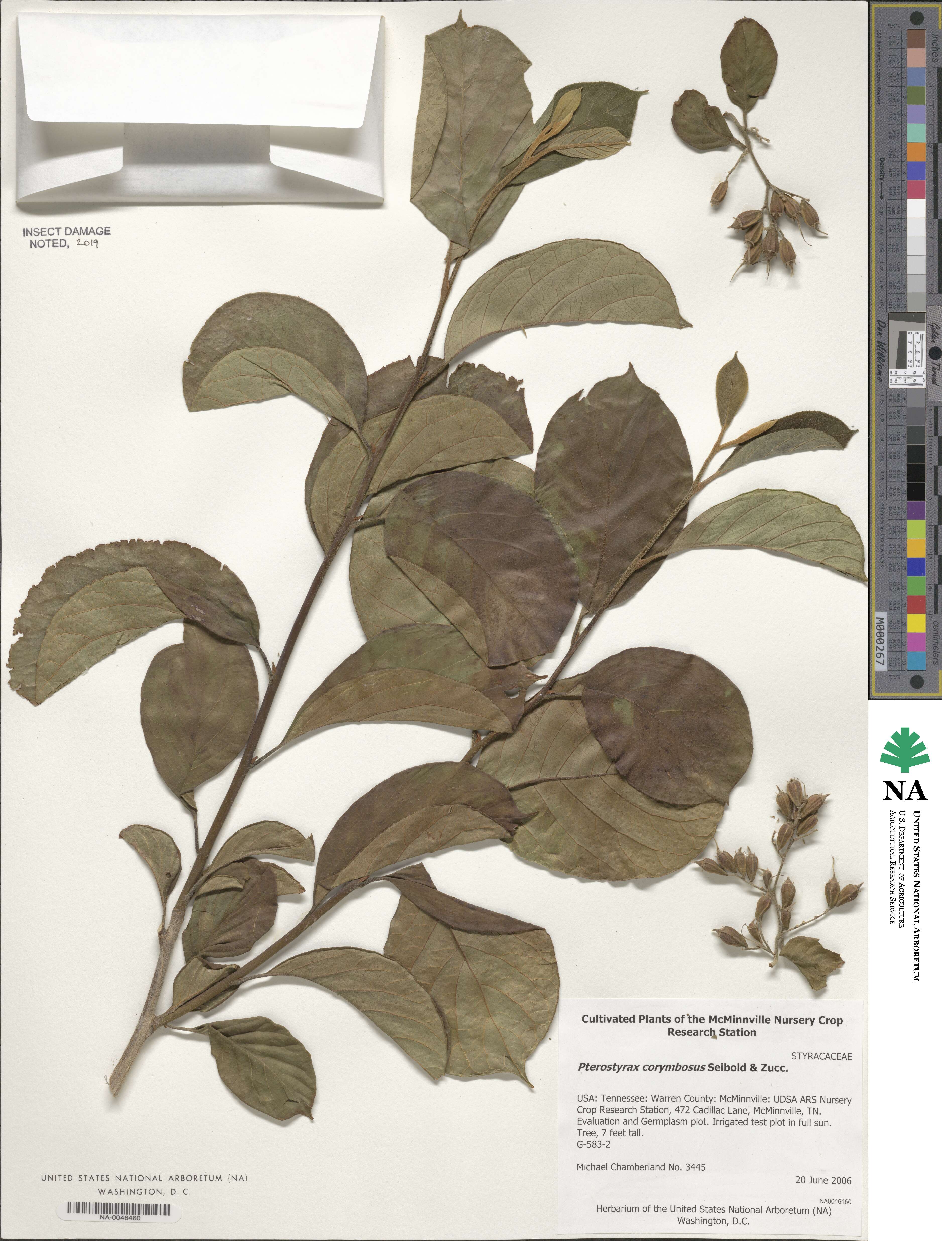 Pterostyrax image