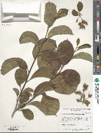 Image of Pterostyrax corymbosus