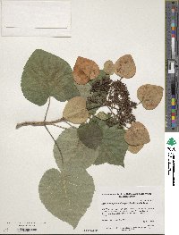 Image of Hydrangea hydrangeoides