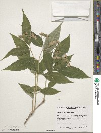 Image of Hydrangea platyarguta