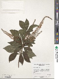 Clethra fargesii image