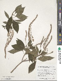 Clethra barbinervis image