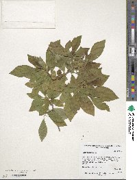 Clethra alnifolia image