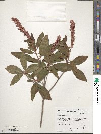 Clethra delavayi image