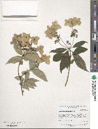 Hydrangea chinensis image