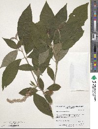 Image of Clethra acuminata