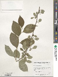 Styrax americanus image