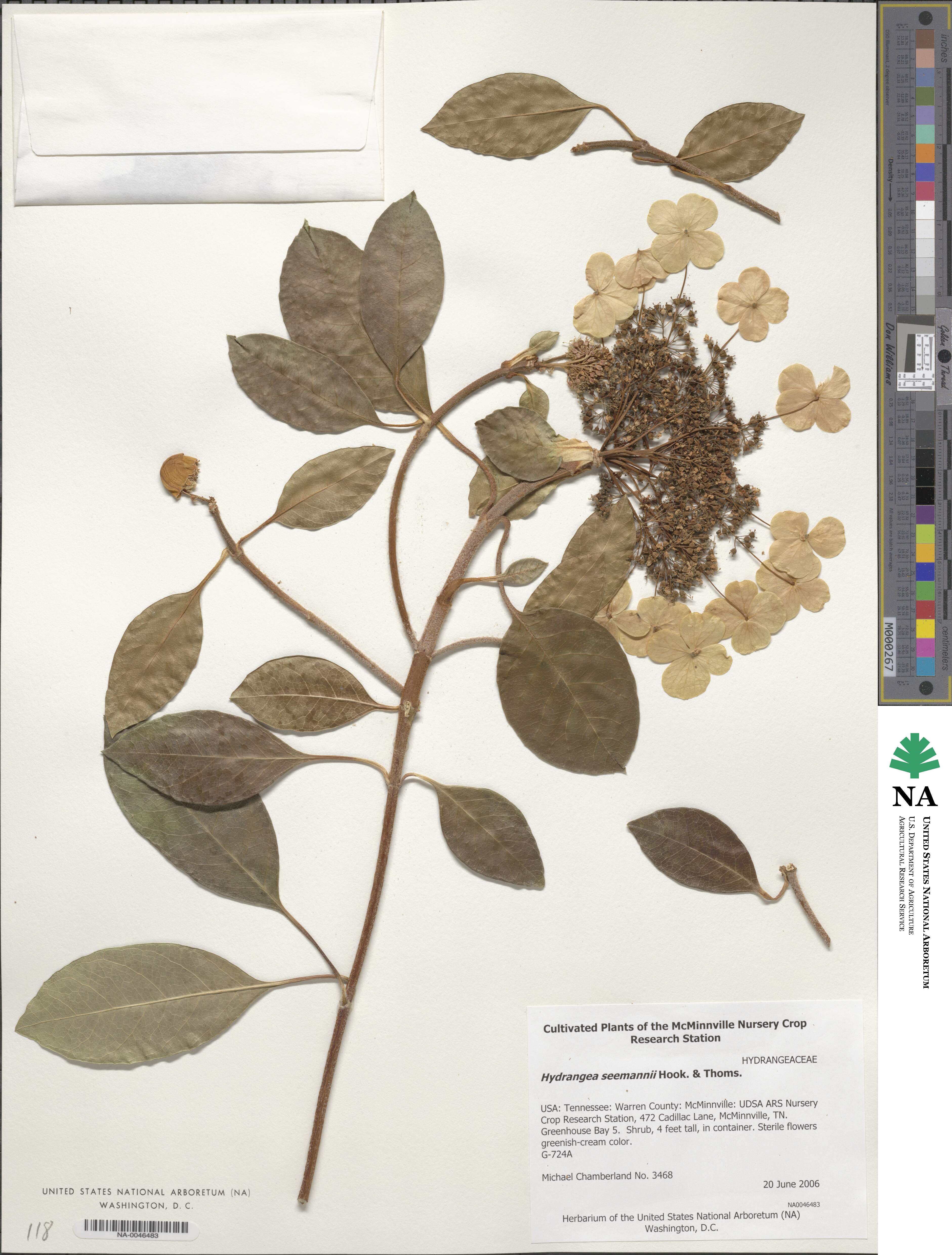 Hydrangea seemannii image