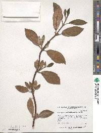 Image of Hydrangea serratifolia