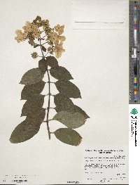 Hydrangea paniculata image