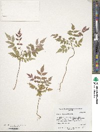 Koelreuteria paniculata image