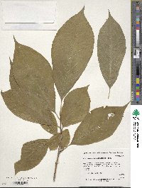 Pterostyrax hispidus image