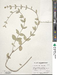 Euonymus fortunei image