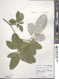 Croton alabamensis image