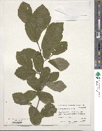 Image of Parrotia persica