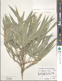 Image of Arundinaria gigantea