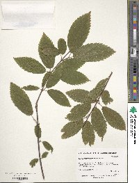 Acer carpinifolium image