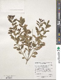 Callicarpa dichotoma image