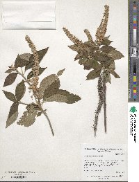 Clethra acuminata image