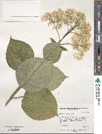 Hydrangea arborescens image